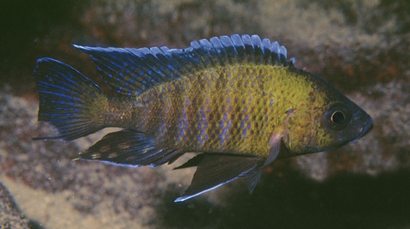 Aulonocara sp. 'trematocranus masinje' Chiofu